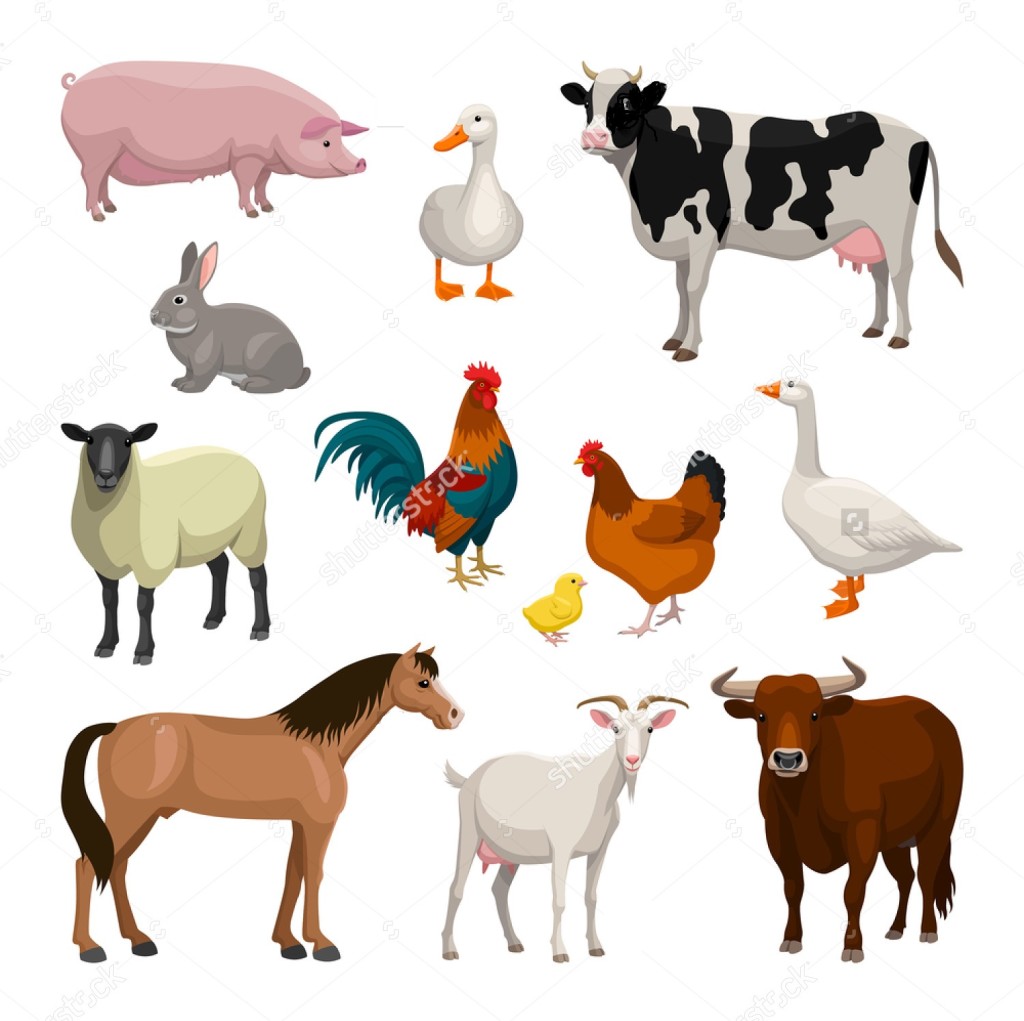 World Farm Animals Day – Mode India